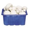 Champignons bakje 250 gram