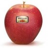 Wellant appel