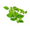 Oregano per pakje