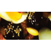 Tajine royale kip