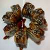 Flamed Unagi Sake Avocado Roll