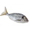 Dorade royal groot heel