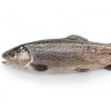 Forel heel 