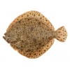 Tarbot filet
