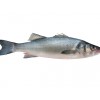 Zeebaars wild filet 