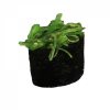 Chuka Wakame/ zeewier