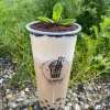 Potted plant tea