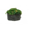 Gunkan Chuka Wakame