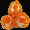Zalm Flower